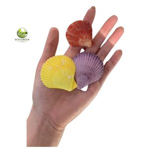 Conchas de Vieira Pulimentadas Multicolores Naturales y Ecológicas para Manualidades, Decoración de Playa, Decoración de Acuarios, Proyectos Hechos a Mano - Product Image 1