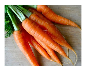ZANAHORIA FRESCA DE VIETNAM CON BUEN PRECIO - Product Image 2