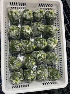 Alta calidad, hojas de yuca congeladas, Exportación de grado 100%, vegetales verdes frescos naturales, venta al por mayor, proveedor confiable - Product Image 6