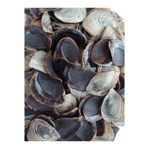 Expédition en vrac d'opercules de coquillages pour les marchés de l'encens et des parfums - Product Image 2