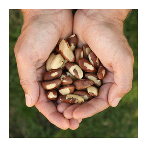 Nueces brasileñas de gran volumen ofrecidas para entrega rápida y suministro constante - Product Image 3