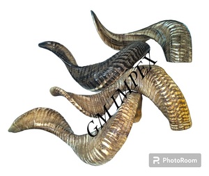 Cuernos de carnero crudos y acabados pulidos al por mayor, artesanías religiosas de decoración del hogar de estilo Animal de la India a precios razonables - Product Image 5