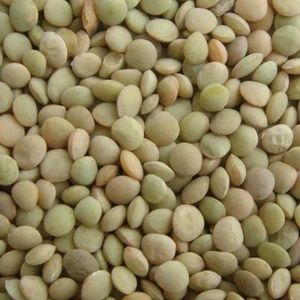 Lentejas Rojas orgánicas de alta calidad, sin OMG, nuevo cultivo, lentejas verdes divididas, suministro al por mayor en uso alimentario a granel - Product Image 6