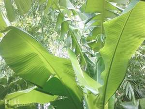 ใบกล้วย - ใบกล้วย วัสดุบรรจุภัณฑ์อาหารตามธรรมชาติและเป็นมิตรกับสิ่งแวดล้อม ราคาถูก - Product Image 4