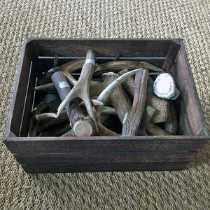 Cuernos de ciervo rojo natural a la venta a precio de mayorista, de origen ético y alta calidad. - Product Image 6