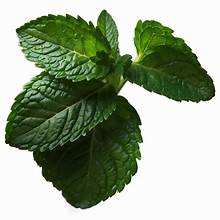 ใบสะระแหน่สดจากธรรมชาติบริสุทธิ์จากฉลากที่สะอาดจากพืชที่มีภูมิคุ้มกันสนับสนุนและสุขภาพสมุนไพร - Product Image 4