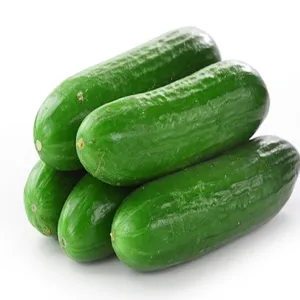 Affordable High Quality Green Fresh Cucumber For Sale Best Price