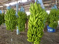Verse Cavendish Bananenlandbouw Product Vietnam Met Beste Kwaliteit Voor Export