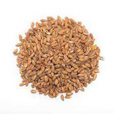 Fournisseur en gros vendant du blé / grain de blé 100% biologique de qualité supérieure à bas prix sur le marché - Product Image 2