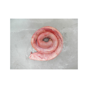 Export grade Beef <b>Pizzle</b> supplied in volume with reliable cold chain delivery - Product Image 5