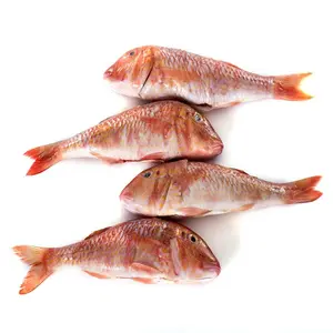 live Red fish tilapia wholesale frozen whole round black tilapia fish