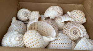 Tun manchado de concha de mar de alta calidad para decoración del hogar y artesanías creativas - Product Image 6