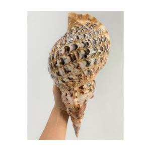 Escargot géant de la mer Atlantique, trompette de Triton, coquille de mer - Product Image 1