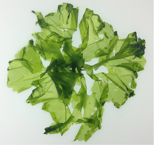 ULVA LACTUCA/SOPORTE DETOX/ETIQUETA LIMPIA/CRUDO Y NATURAL - Product Image 2