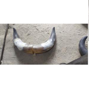 Cuerno par de búfalo artesanal moderno 100% cuerno par de búfalo y vaca de la mejor calidad real a precio barato y tamaño personalizado - Product Image 1