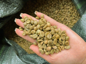 Granos de Café Verde Robusta de Vietnam, Especialidad S16, Alta Calidad, 100% Naturales, Exportación a Granel Directa - Product Image 4