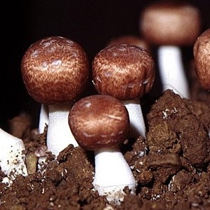 Agaricus Blazei frais du vendeur vietnamien délicieux d'agricus Blazei distributeur entier d'agricus Blazei vacances - Product Image 5