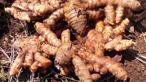 CURCUMA FRAIS 100% CURCUMA NATUREL IQF CURCUMA PRIX BON MARCHÉ EN VRAC - Product Image 5