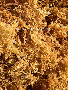 BULK EXPORT <b>DRIED</b> SEAMOSS HIGH QUALITY FROM VIET NAM SUPPLIER WITH COMPETITIVE PRICE - Product Image 5