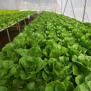 Sistemas Hidropónicos Interiores Llave en Mano y Torre Aeropónica para Proyectos de Agricultura Comercial - Product Image 1