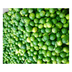 มะนาวเขียวสดคุณภาพส่งออกจากเวียดนาม-มะนาวไร้เมล็ดฉ่ำสำหรับอาหารน้ำผลไม้ผักดอง-มีจำนวนมากจำหน่าย - Product Image 3