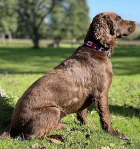 Collier de chien en cuir tissé à la main Boho Chic de Divine International Style luxe et classique avec personnalisation Caractéristique durable - Product Image 3