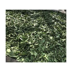 ใบฝรั่งแห้งสำหรับชาเพื่อสุขภาพเป็นกลุ่มแหล่งกำเนิดจากเวียดนาม - Product Image 1