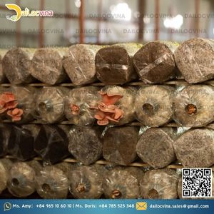 COCO PEAT 5 KG BLOCK PEAT COCO para EXPANSIÓN DE SETA DE SUSTRATO a 75L - Product Image 5