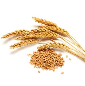 Fournisseur en gros de grains de blé entier séchés biologiques de qualité supérieure, emballage personnalisé écologique, quantité en vrac prête à l'exportation - Product Image 5