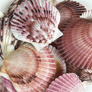 HOT DEAL PREMIUM SCALLOP SHELL Venta al por mayor Suministro a granel TOP VENTAS NATURAL SEA SHELL PARA ARTE Y DECORACIÓN PRODUCTO DE EXPORTACIÓN - Product Image 4