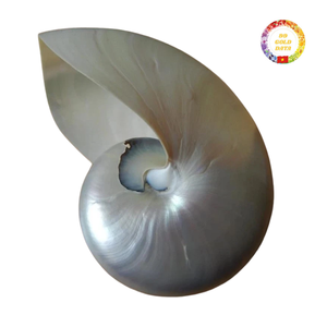 Véritable coquille de Nautilus à chambre polie coquille décorative en spirale du Vietnam pour un intérieur de luxe inspiré de l'océan et une maison élégante - Product Image 5