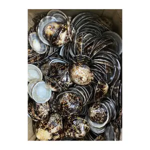 صدفة صدف البحر, صدفة صدف البحر الرائعة الأكثر مبيعًا مصنوعة من الموركس وحلزون أوبركوم من الشاطئ في فيتنام مع أفضل الأسعار