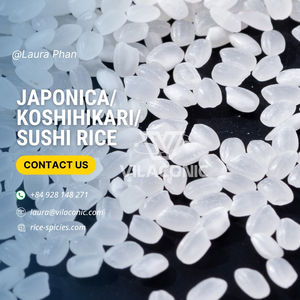 Nuevo cultivo Koshihikari medio japonés Japonica arroz blanco seco similar a Basmati Direct Laura Rice Mill Vietnam + 84928148271 - Product Image 3