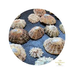 Natural pequeño ovalado Lapa vietnamita conchas marinas pulidas vacío limpio mar Shell hueso Coral cuentas en venta decoraciones - Product Image 6