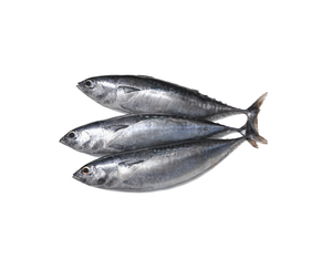 Bonito pescado congelado disponible para la venta a granel a precios con descuento, ideal para minoristas e importadores de mariscos de todo el mundo - Product Image 5