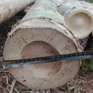 ไม้ไผ่แห้งธรรมชาติจากเวียดนาม สำหรับทำเฟอร์นิเจอร์ ตกแต่งสวน ใช้เป็นเสาค้ำต้นไม้ทางการเกษตร และใช้ในงานก่อสร้าง - Product Image 1