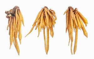 รากนิ้วคุณภาพสูงจากเวียดนามส่งออก - Product Image 4