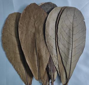 Hojas de almendra de catappa India natural, el mejor Material plástico para acuario, paquete de 10 26 30 cm/10,2 11,8 \ ", tamaño para pecera - Product Image 1