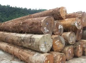 Grandes quantités de bûches de bois de sapele pour les menuisiers et les projets - Product Image 6