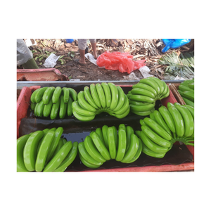 กล้วยสีเขียวสำหรับการส่งออกในบรรจุภัณฑ์จำนวนมากกล้วยดิบสดสำหรับการทอดทำอาหารสุกและการแปรรูปอาหารในอุตสาหกรรม - Product Image 3