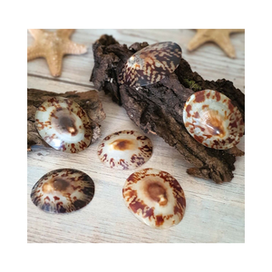 Haute qualité de coquillage naturel de différentes tailles pour la décoration du fournisseur du Vietnam - Product Image 1