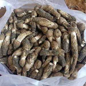 CHAMPIGNONS TERMITES cultivés Source entière séchée Type de traitement brut - Product Image 4