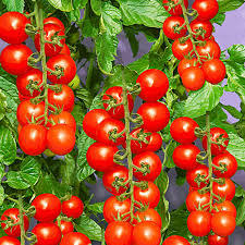 600 pezzi semi bio Hobby giardino Mini vaso pisello pomodoro rosso Hobby giardino