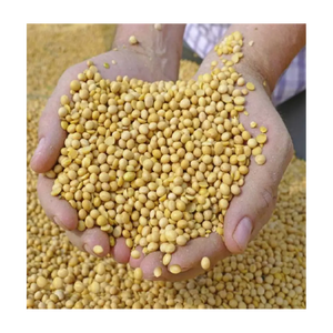 Fabricants De Grains De Sorgho En Thaïlande - Product Image 5