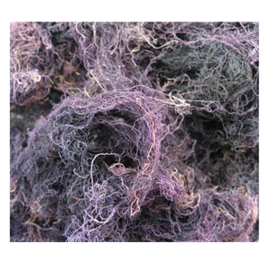 Vente à Chaud Du Fournisseur Du Viet Nam Algues Gracilaria Séchées De Qualité Supérieure À Des Prix Compétitifs - Product Image 1