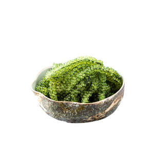 องุ่นทะเลตากแห้งองุ่นทะเลจากเวียดนาม - Product Image 4