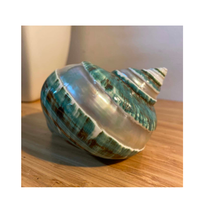 เปลือกหอยเทอร์โบขัดเงาสีเขียวเปลือกหอยธรรมชาติสำหรับเครื่องประดับงานฝีมือ - Product Image 1