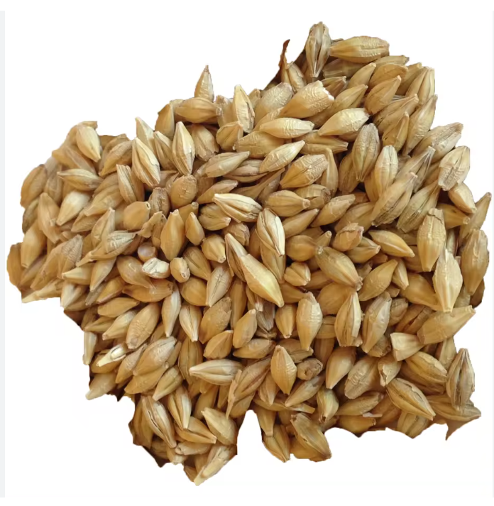 Organic Barley Grains for Malt Best Price Wholesale Fast Delivery Malted Animal Feed in Stock