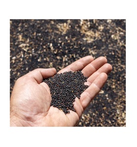 Fournisseur en gros de stock en vrac de colza canola | Expédition rapide de graines de colza en vrac - Product Image 6