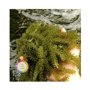 PREMIUM 100% RAISINS DE MER SÉCHÉS NATURELS FRAIS DÉLICIEUX STANDARD D'EXPORTATION DE HAUTE QUALITÉ FRUITS DE MER FROM99 GOLD DATA - Product Image 5